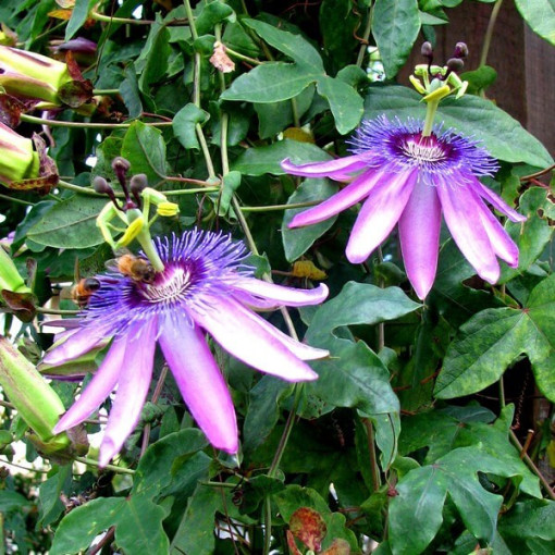 Passionflower (Passiflora) 'Violacea'