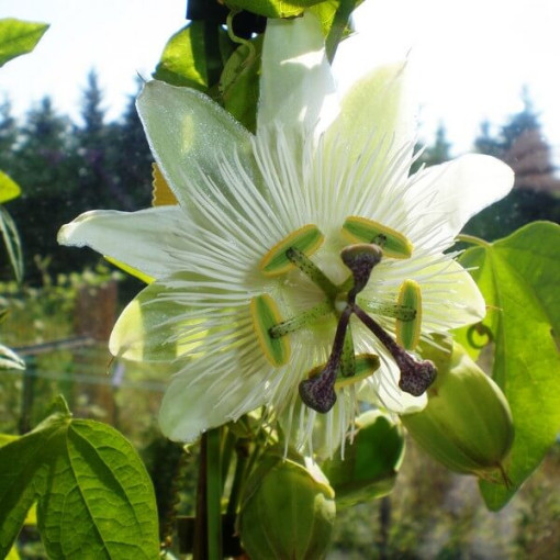 Passionflower (Passiflora) 'Constance Elliott'
