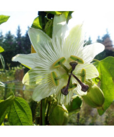 Passionflower (Passiflora) 'Constance Elliott'