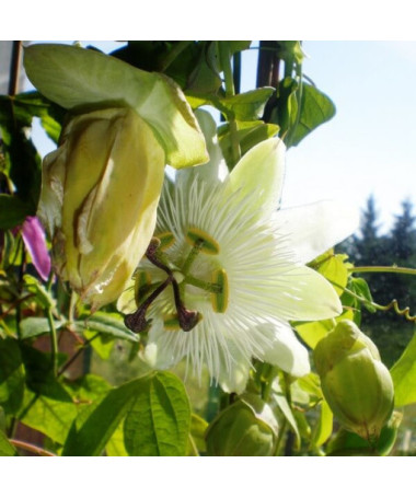 Passionflower (Passiflora) 'Constance Elliott'