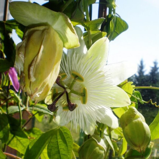 Passionflower (Passiflora) 'Constance Elliott'