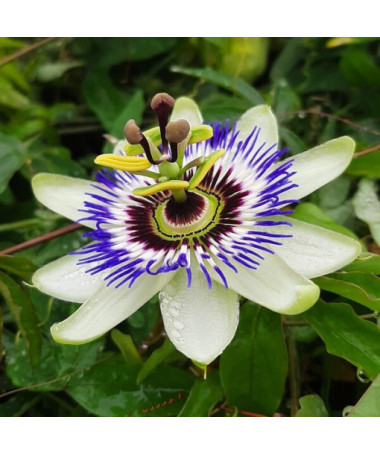 Passionflower (Passiflora) 'Caerulea'