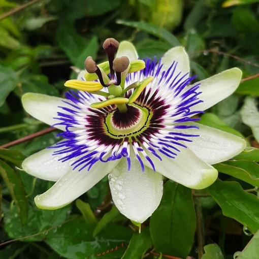 Passionflower (Passiflora) 'Caerulea'