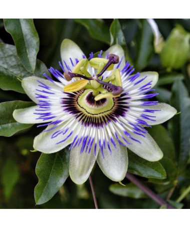 Passionflower (Passiflora) 'Caerulea'