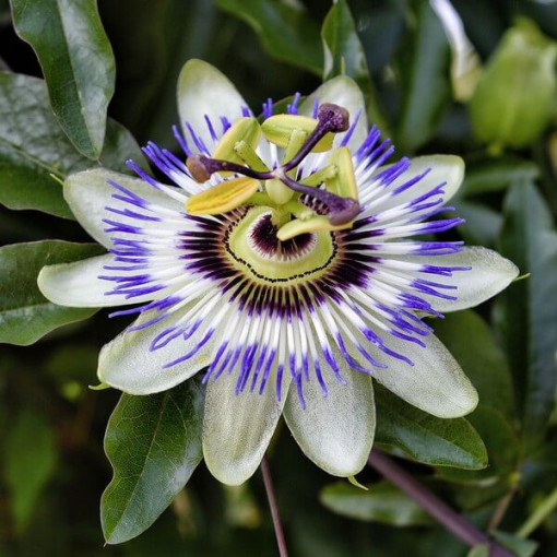 Passionflower (Passiflora) 'Caerulea'