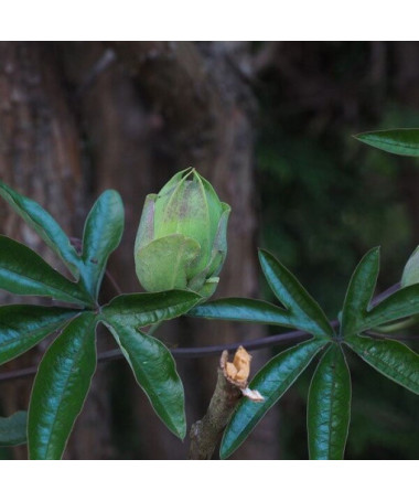 Passionflower (Passiflora) 'Victoria'