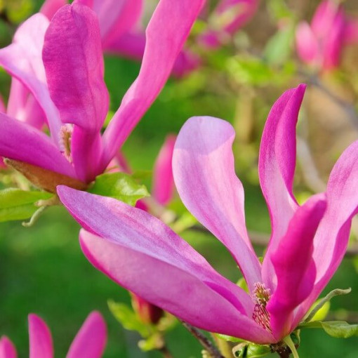 Magnolia 'Susan' pot, 2l