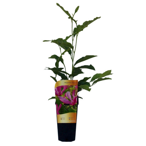 Magnolia 'Susan' pot, 2l