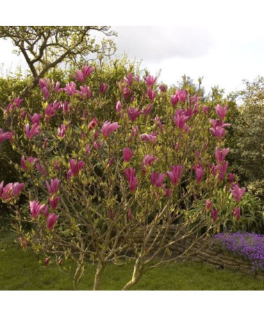 Magnolia 'Susan'