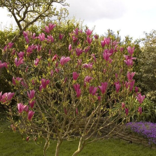 Magnolia 'Susan'
