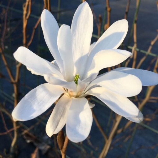 Magnolia Stellata P9, 2L