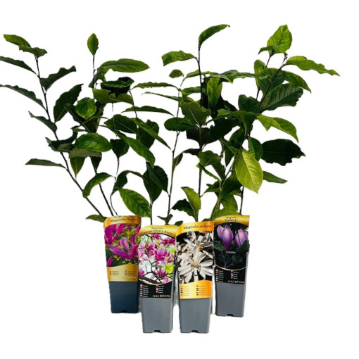 Magnolia Stellata P9, 2L