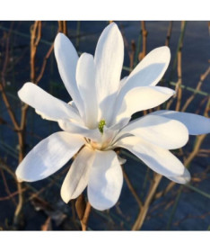 Magnolia Stellata