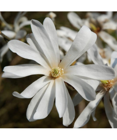 Magnolia Stellata