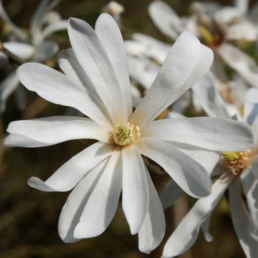 Magnolia Stellata