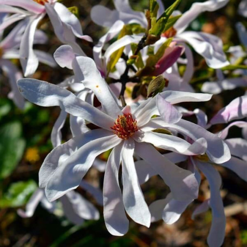 Magnolia Stellata