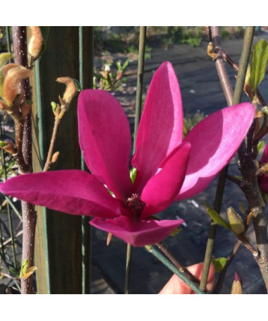 Purple Magnolia 'Nigra' pot, 2L