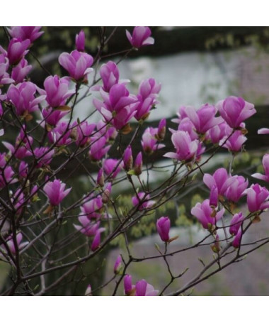 Purple Magnolia 'Nigra' pot, 2L