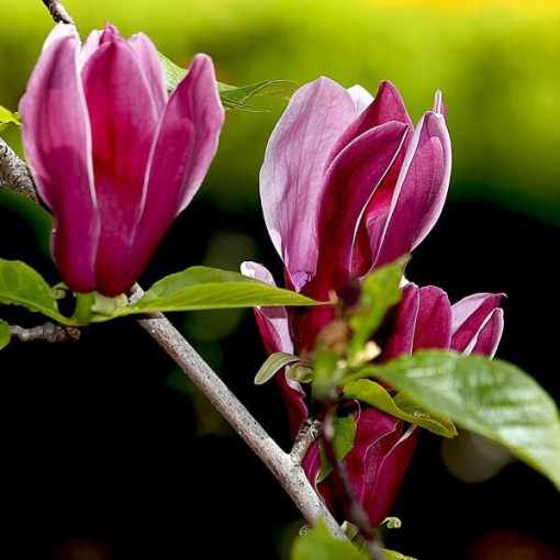 Purple Magnolia 'Nigra' pot, 2L