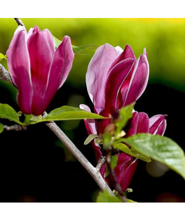 Purple Magnolia 'Nigra'