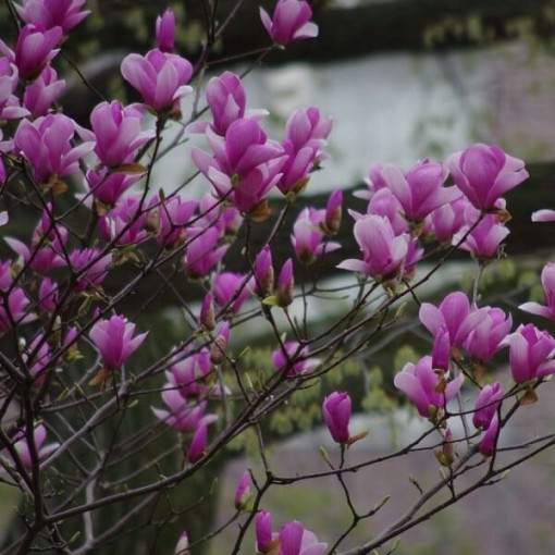 Purple Magnolia 'Nigra'