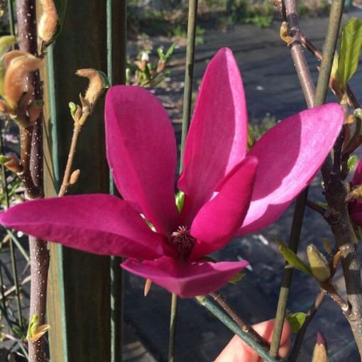 Purple Magnolia 'Nigra'