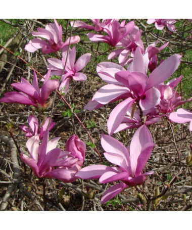 Intermediate Magnolia Magnolia x soulangeana, 2L pot