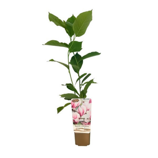 Intermediate Magnolia Magnolia x soulangeana, 2L pot