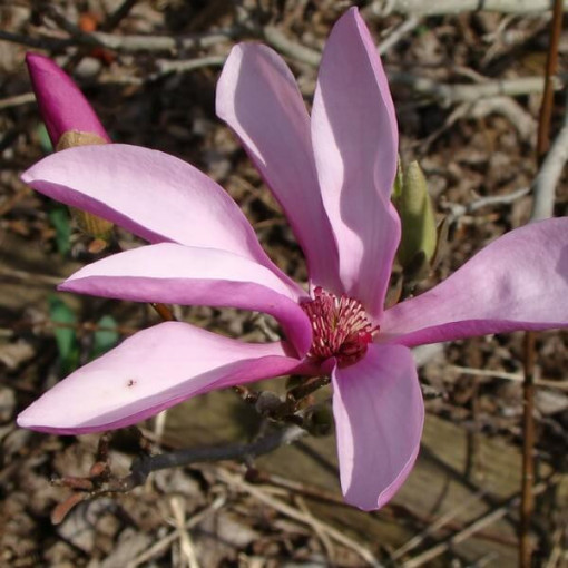 Intermediate Magnolia Magnolia x soulangeana