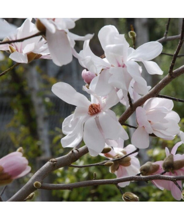 Magnolia loebnera 'Merrill'