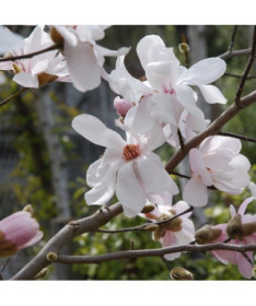 Magnolia loebnera 'Merrill'