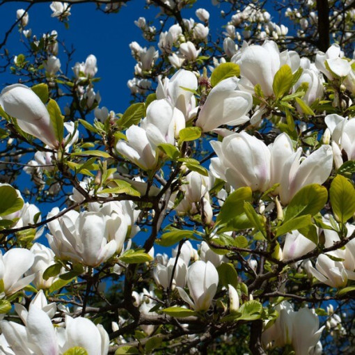 Magnolia loebnera 'Merrill'