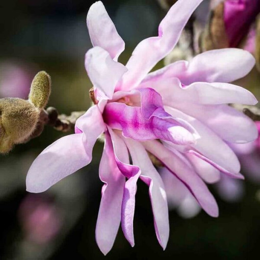 Magnolia loebnera 'Leonard Messel' P9/C1
