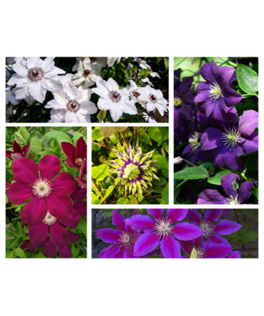 Set of 4 pcs - Clematis in 4L pot