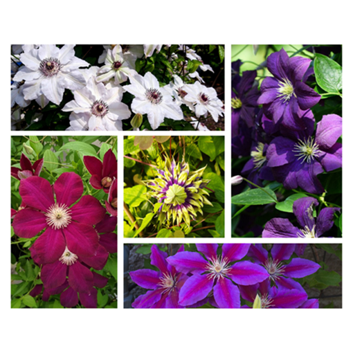 Set of 4 pcs - Clematis in 4L pot
