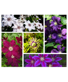 Set of 4 pcs - Clematis in 4L pot