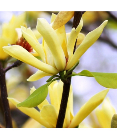Japanese Magnolia 'Esveld Select'