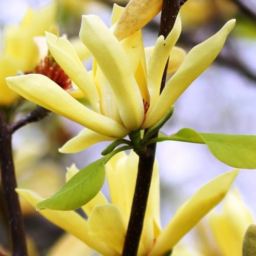 Japanese Magnolia 'Esveld Select'