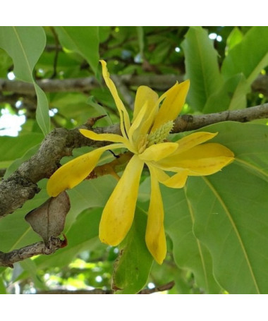 Japanese Magnolia 'Esveld Select'