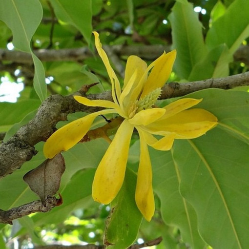 Japanese Magnolia 'Esveld Select'