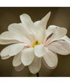 Star Magnolia 'Royal Star' pot, 2L