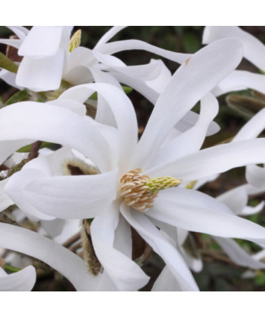 Star Magnolia 'Royal Star' pot, 2L