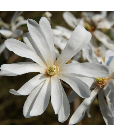 Star Magnolia 'Royal Star'
