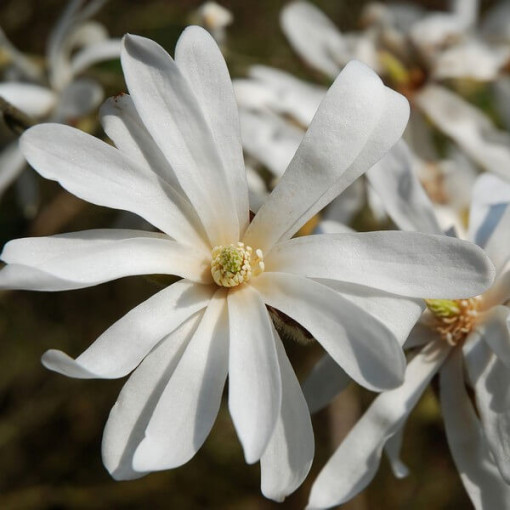 Star Magnolia 'Royal Star'