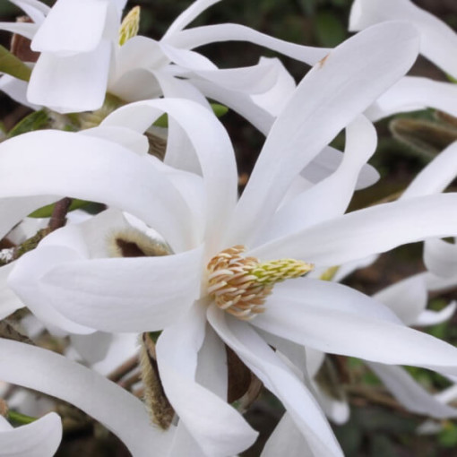 Star Magnolia 'Royal Star'