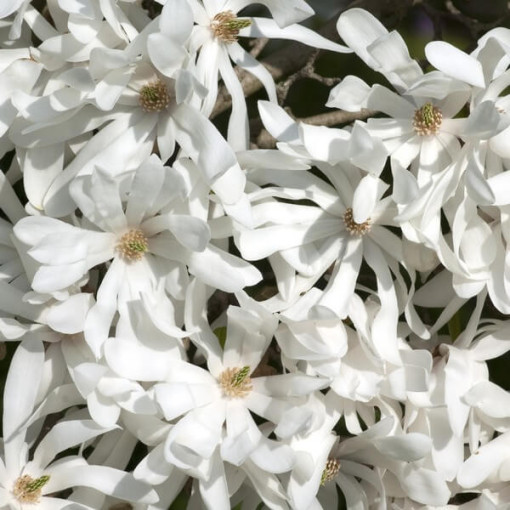 Star Magnolia 'Royal Star'
