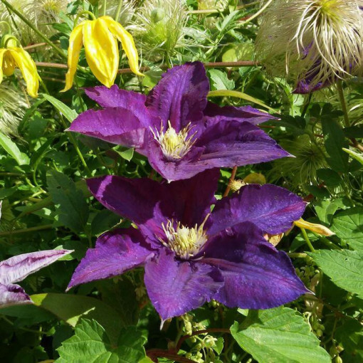 Set of 4 pcs - Clematis in 4L pot