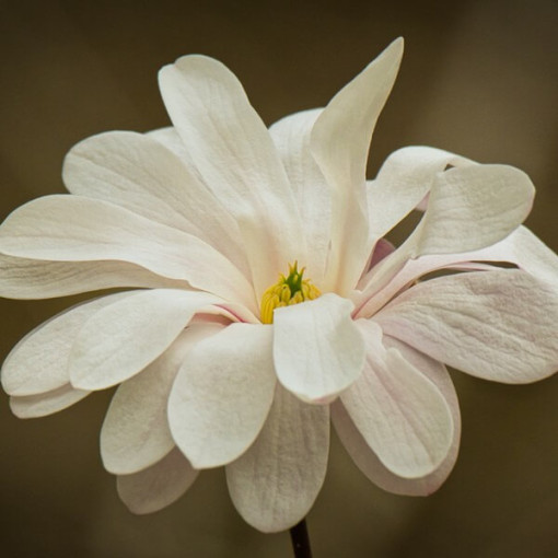 Star Magnolia 'Royal Star'