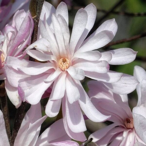 Star Magnolia (Stellata) 'Waterlily' pot, 2l