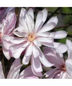 Star Magnolia (Stellata) 'Waterlily'
